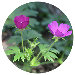 Plant A Garden Deep Roots Kc Plant A Garden Deep Roots Kc